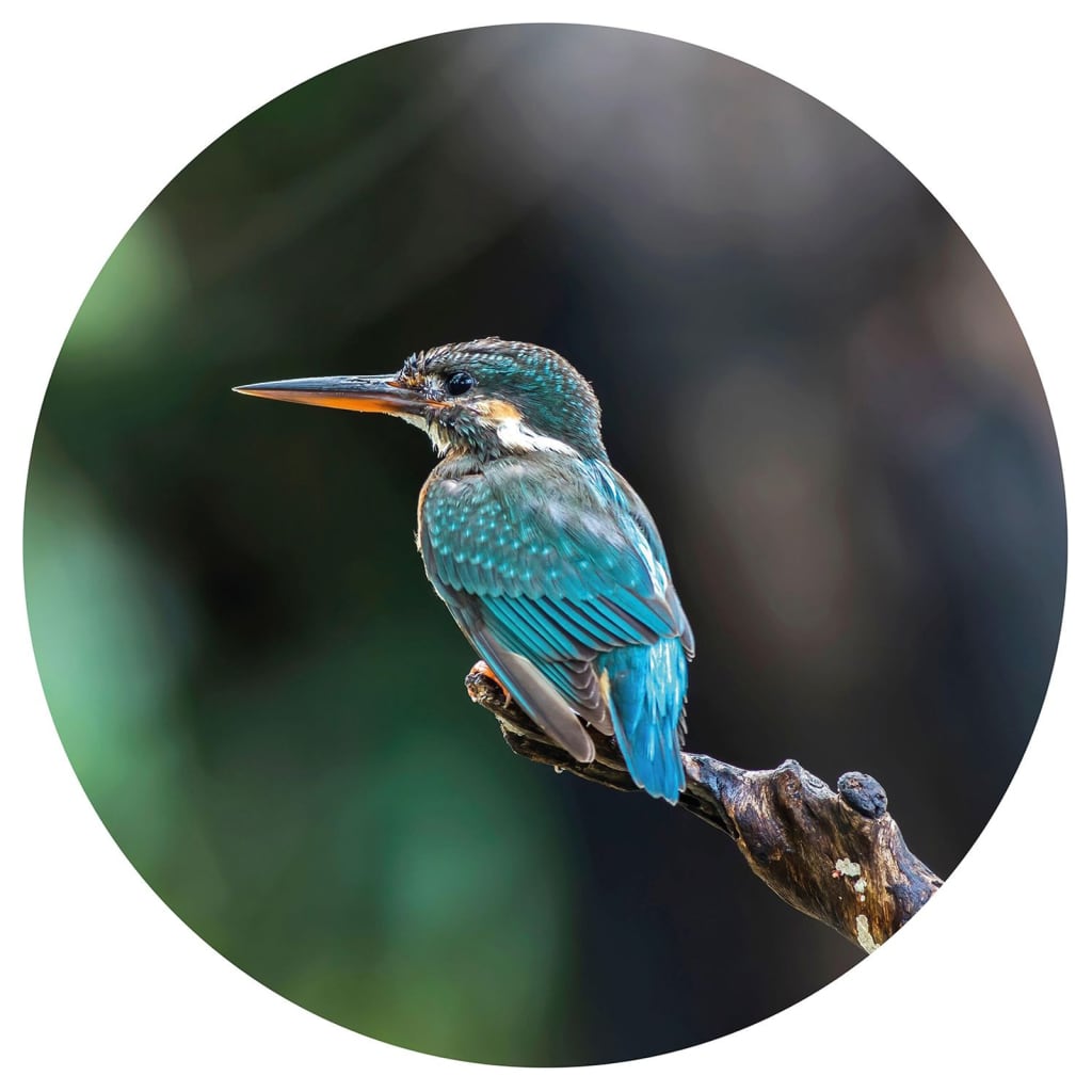 WallArt Behangcirkel The Kingfisher 142,5 cm